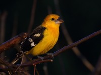 0J6A6617Yellow_Grosbeak