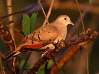 0J6A6625Ruddy_Ground_Dove