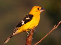 0J6A6637Yellow_Grosbeak