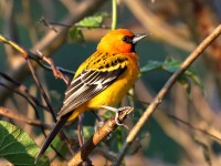 0J6A6645Streak-backed_Oriole