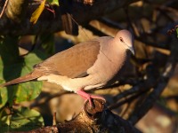 0J6A6658White-tipped_Dove