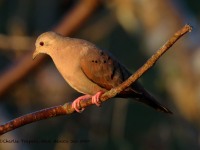 0J6A6660Ruddy_Ground_Dove