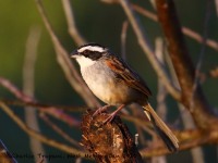 0J6A6669Stripe-headed_Sparrow