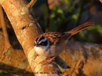 0J6A6672Stripe-headed_Sparrow