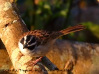 0J6A6673Stripe-headed_Sparrow