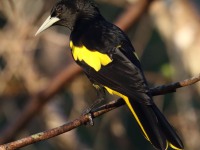 0J6A6695Yellow-winged_Casique