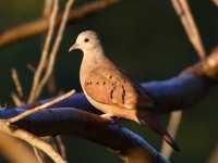 0J6A6700Ruddy_Ground_Dove