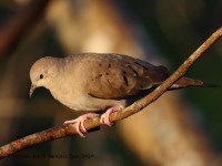 0J6A6714Ruddy_Ground_Dove