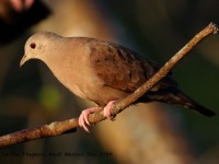 0J6A6720Ruddy_Ground-dove