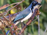 0J6A6743Black-throated_Magpie-Jay