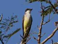 0J6A6767Thick-billed_Kingbird