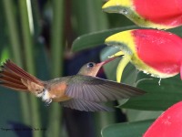 0J6A6803Cinnamon_Hummingbird