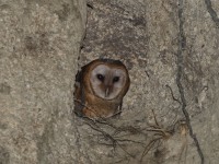 0J6A6809Barn_Owl