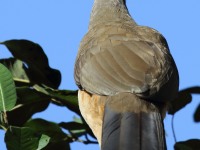 0J6A7771West_Mexican_Chachalaca