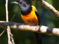 0J6A7779Black-vented_Oriole