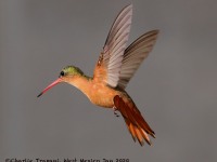 819A4821Cinnamon_Hummingbird