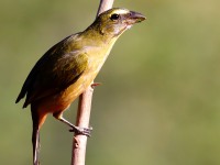 819A4844Grayish_Saltator