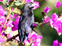 819A4866Groove-billed_Ani