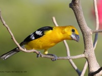 819A4887Yellow_Grosbeak