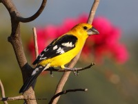 819A4909Yellow-Grosbeak