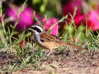 819A4944Stripe-headed_Sparrow