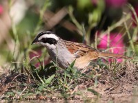 819A4948Stripe-headed_Sparrow