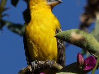 819A4956Yellow_Grosbeak