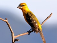 819A4960Yellow_Grosbeak