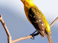 819A4963Yellow_Grosbeak