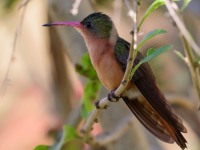 819A4970Cinnamon_Hummingbird