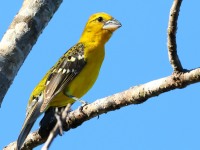 819A4979Yellow_Grosbeak