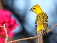 819A4981Yellow_Grosbeak