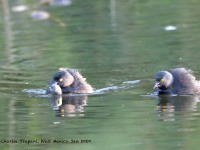 819A5040Least_Grebes