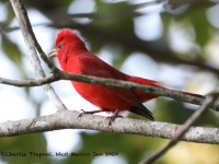 819A5054Summer_tanager