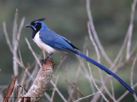 819A5071Black-throated_Magpie-Jay