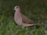 819A5109White-tipped_Dove