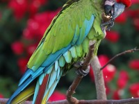 819A5111Military_MaCaw