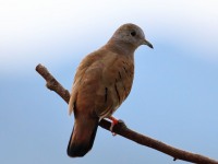 819A5118Ruddy_Ground_Dove