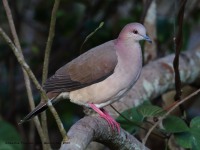819A5134White-tipped_Dove
