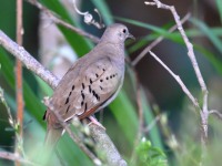 819A5135Ruddy_Ground_Dove