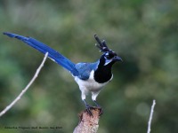 819A5157Black-throated_Magpie-Jay
