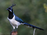 819A5163Black-throated_Magpie-Jay