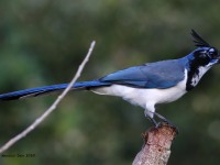 819A5176Black-throated_Magpie-Jay-Hybrid