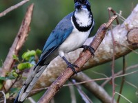 819A5183Black-throated_Magpie-Jay