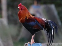819A5195Rooster