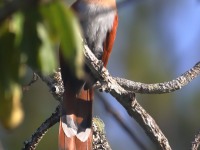 819A5208Squirrel_Cuckoo