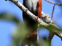 819A5220Squirrel_Cuckoo