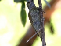 819A5239Female_Gray-crowned_Woodpecker