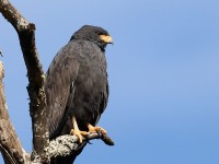 819A5263Common_Black-Hawk