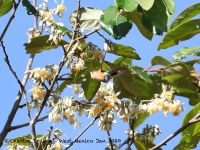 819A5300Sparkling-tailed_Hummingbird